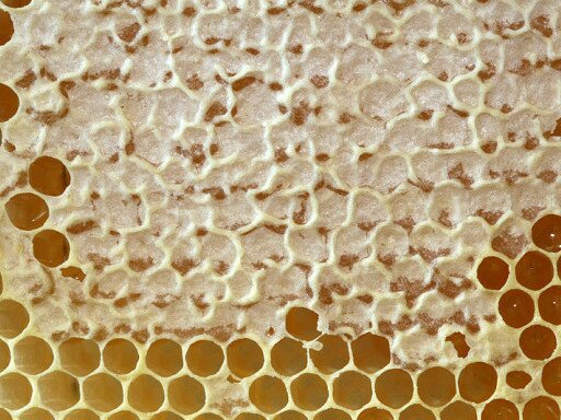 Зрелый мёд в запечатанных сотах